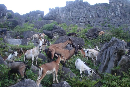 Nuôi dê núi mang lại giá trịnh kinh tế cao Nuôi dê núi mang lại giá trịnh kinh tế cao