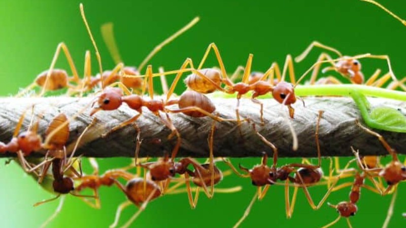 Thứ gia vị độc lạ được làm từ con côn trùng bé tí, nhìn sợ nhưng ai ăn rồi đều tấm tắc khen ngon