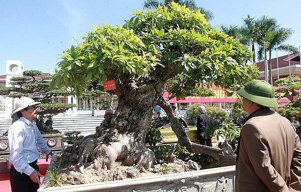 Xuất hiện tại một triển lãm sinh vật cảnh, siêu phẩm bonsai lộc vừng đã thu hút sự chú ý đặc biệt. Xuất hiện tại một triển lãm sinh vật cảnh, siêu phẩm bonsai lộc vừng đã thu hút sự chú ý đặc biệt.