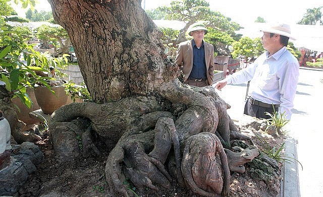 Nhiều người kinh ngạc bởi lần đầu được chứng kiến một cây lộc vừng trồng trong chậu lớn như vậy. Nhiều người kinh ngạc bởi lần đầu được chứng kiến một cây lộc vừng trồng trong chậu lớn như vậy.