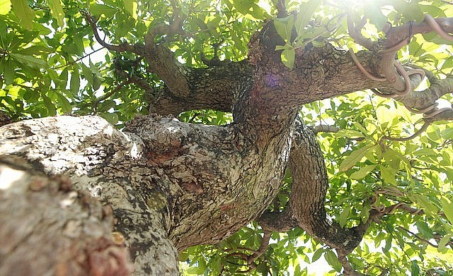 Siêu phẩm bonsai lộc vừng cổ