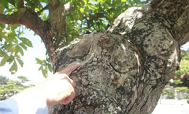 Kể từ khi đưa cây lộc vừng lên chậu, ông Phúc đã dành gần 40 năm để tạo dáng và chăm sóc. Kể từ khi đưa cây lộc vừng lên chậu, ông Phúc đã dành gần 40 năm để tạo dáng và chăm sóc.