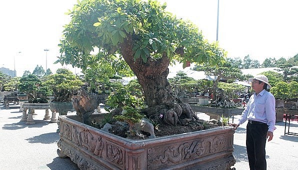 Cây lộc vừng cổ thụ là tác phẩm tâm huyết bởi vậy có người trả tiền tỷ nhưng ông Phúc vẫn không bán. Cây lộc vừng cổ thụ là tác phẩm tâm huyết bởi vậy có người trả tiền tỷ nhưng ông Phúc vẫn không bán.