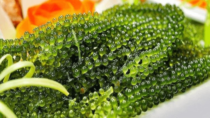 Thứ rau tanh ngòm người khen kẻ chê lại giàu canxi gấp 7 lần sữa, ăn vào bổ máu, giảm cholesterol