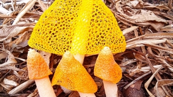 Người đầu tiên trồng thành công loại nấm nữ hoàng cực quý hiếm ở Cà Mau