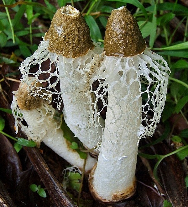 Nấm nữ hoàng chủ yếu khai thác tự nhiên.