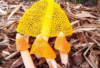 Người đầu tiên trồng thành công loại nấm nữ hoàng cực quý hiếm ở Cà Mau