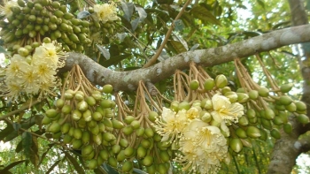 Tỷ phú sầu riêng lộ bí quyết ép sầu riêng ra hoa đậu quả theo ý muốn thu tiền tỷ mỗi năm