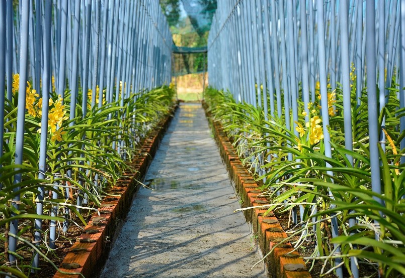 Mô hình cây cảnh