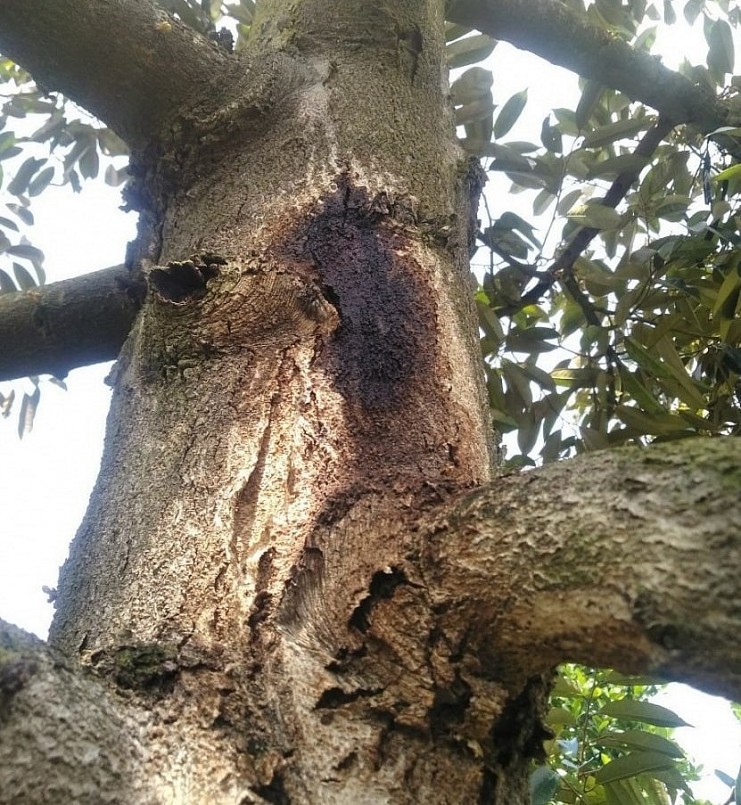 Cây sầu riêng bị bệnh xì mủ thân, theo anh Vân nguyên nhân do không chăm sóc đúng kỹ thuật.