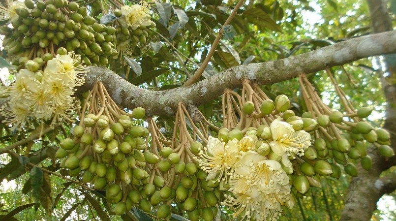 Xử lý sầu riêng nghịch vụ là một tuyệt chiêu của nhà vườn miền Tây để có nguồn sầu riêng quanh năm và bán được giá cao. (Ảnh minh họa).