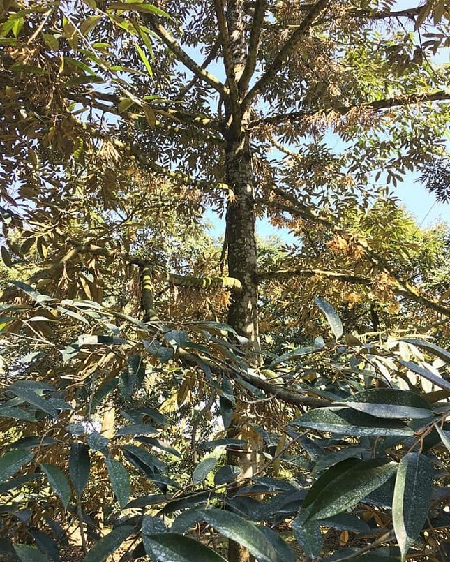 Theo anh Vân, khi cây sầu riêng ra đủ 3 cơi đọt tôi mới xử lý mùa nghịch.