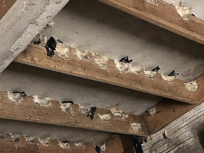 Chim yến thường gọi là