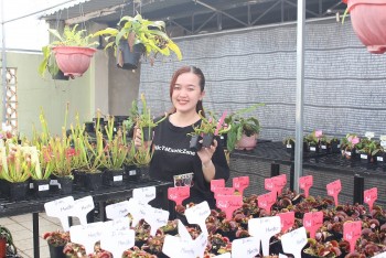 Kiếm bộn tiền với loài cây "ăn thịt" được nhiều người mê mẩn