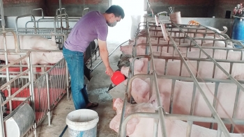 Giá heo hơi hôm nay (01/3) giảm đồng loạt trên cả nước,  người chăn nuôi thua lỗ trầm trọng