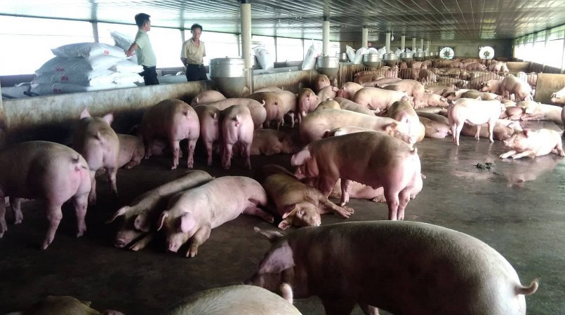 Giá heo hơi hôm nay (01/3) liên tục giảm sâu khiến người chăn nuôi thua lỗ.