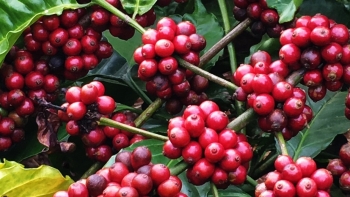 Giá nông sản hôm nay (01/3): Cà phê tăng trở lại, hồ tiêu giảm mạnh thấp nhất 64.000 đồng/kg