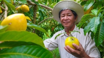 Trồng chơi loại vú sữa quả vàng ươm trong vườn sầu riêng, lão nông bất ngờ thu trăm triệu/năm