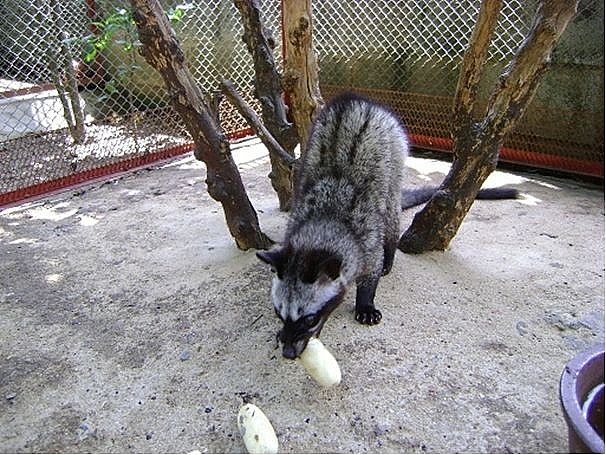 Chồn hương là loại động vật hoang dã