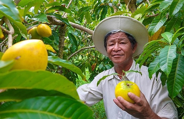 Trồng thử vú sữa hoàng kim, chỉ sau 1 năm ông Tuấn đã thu hoạch trái vú sữa đầu tiên. Trồng thử vú sữa hoàng kim, chỉ sau 1 năm ông Tuấn đã thu hoạch trái vú sữa đầu tiên.