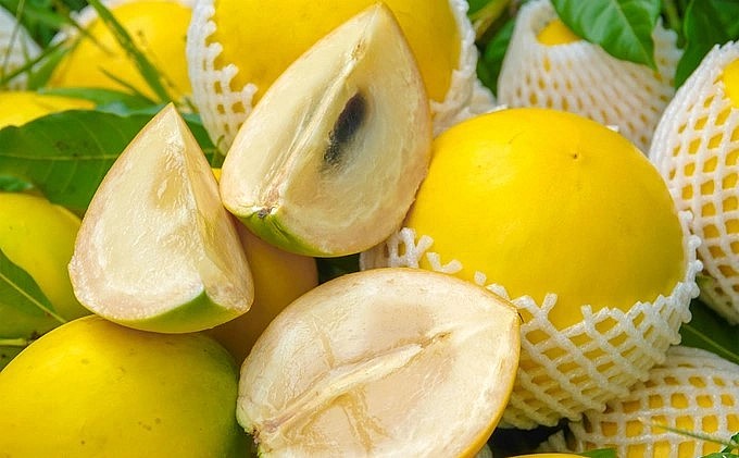 Vú sữa hoàng kim có chất lượng thơm ngon, thời kỳ cao điểm có giá 120.000 đồng/kg. Vú sữa hoàng kim có chất lượng thơm ngon, thời kỳ cao điểm có giá 120.000 đồng/kg.