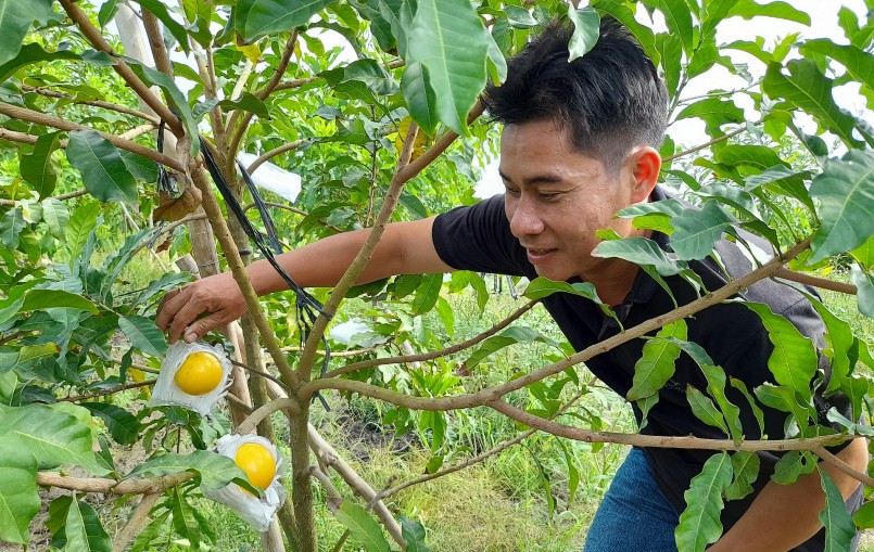 Cây vú sữa hoàng kim ngày càng được trồng nhiều ở các địa phương bởi hiệu quả kinh tế cao. Cây vú sữa hoàng kim ngày càng được trồng nhiều ở các địa phương bởi hiệu quả kinh tế cao.