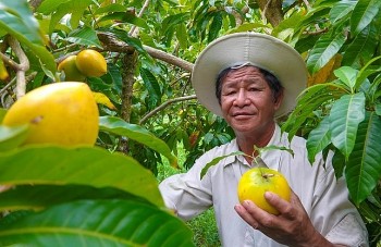 Trồng chơi loại vú sữa quả vàng ươm trong vườn sầu riêng, lão nông bất ngờ thu trăm triệu/năm