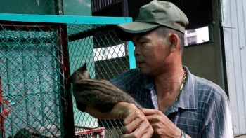 Nuôi loài vật hoang dã được săn lùng ráo riết, giá 2 triệu đồng/kg nhà hàng vẫn tranh mua, người nuôi thu nhập trăm triệu