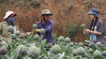 Loài hoa đặc sản Đà Lạt nấu ăn cực ngon, sắc nước uống cực tốt, giá 100.000 đồng/bông ai cũng muốn trồng