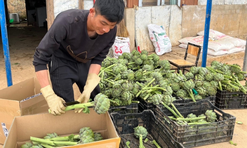 đóng gói hoa Atiso đưa đi tiêu thụ