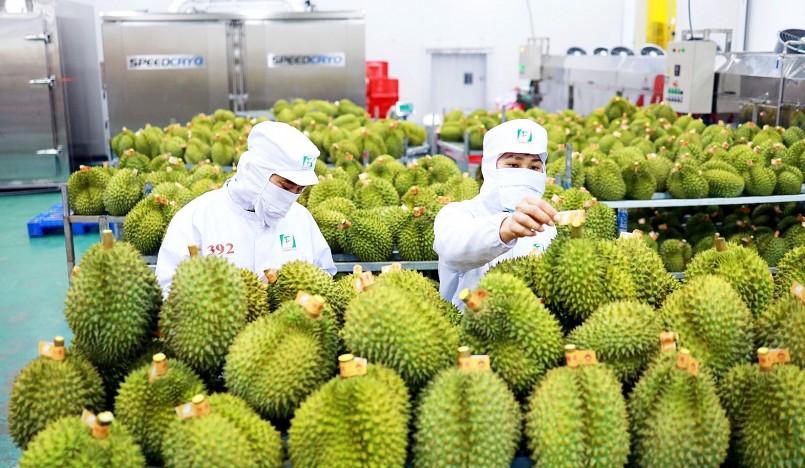 Việt Nam mới được cấp có 113 mã xuất khẩu và chưa được phép khẩu sầu riêng đông lạnh.