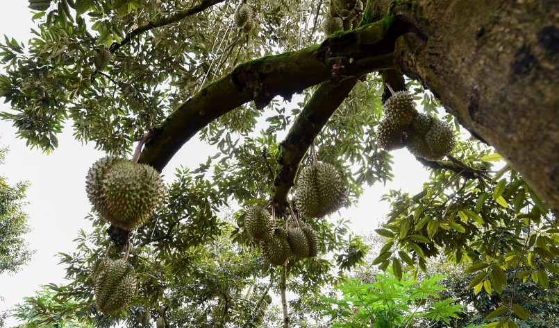 Để phát huy lợi thế, Việt Nam cần tiếp tục nâng cao chất lượng sầu riêng.