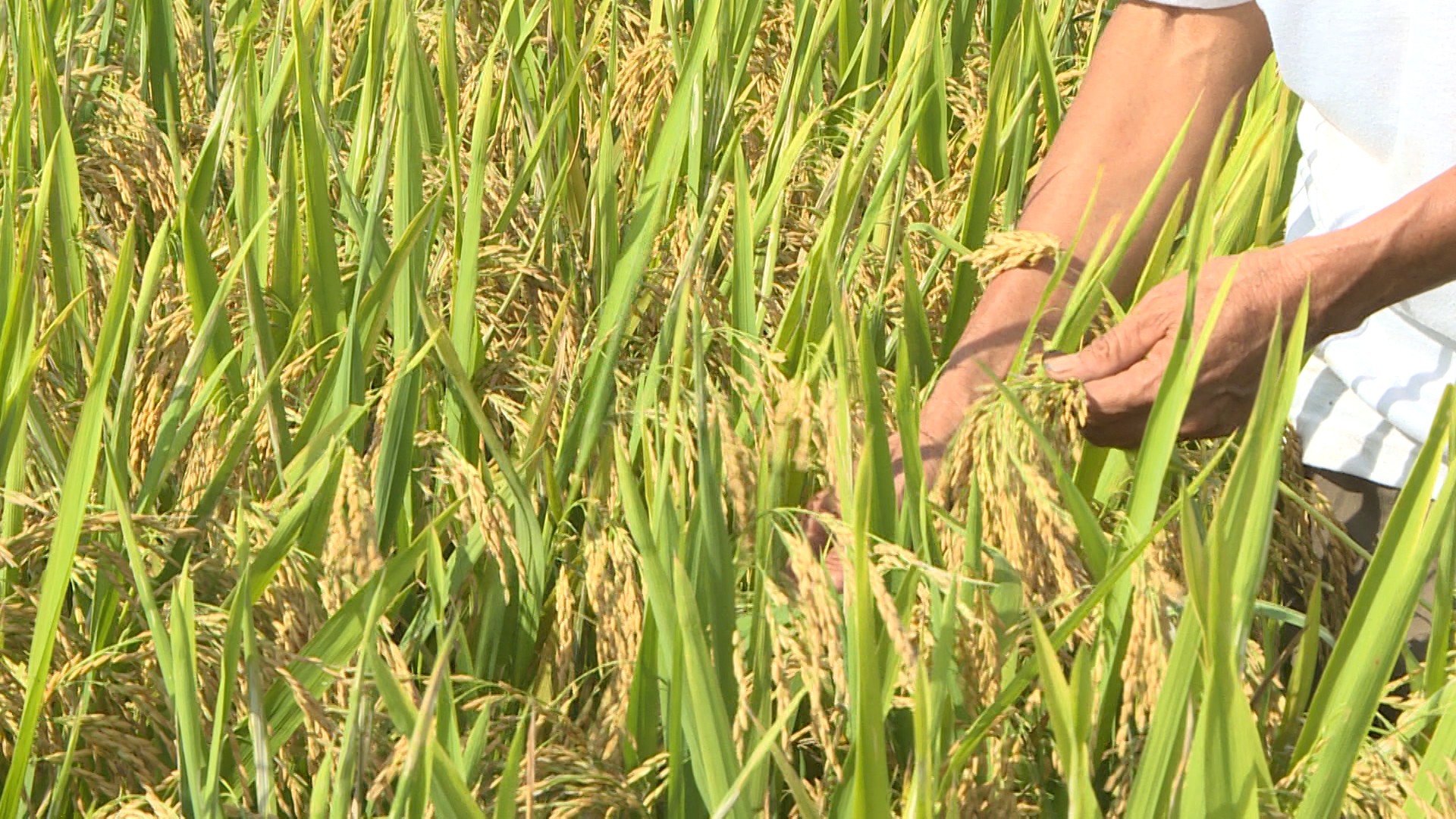 Top Đặc sản Việt Nam đến từ Nam Định Top Đặc sản Việt Nam đến từ Nam Định