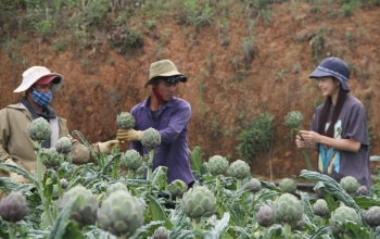 Loài hoa đặc sản Đà Lạt nấu ăn cực ngon, sắc nước uống cực tốt, giá 100.000 đồng/bông ai cũng muốn trồng