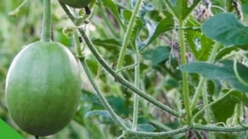 Loại quả xưa ít người ăn, nay thành đặc sản vừa ngon vừa mát, nấu canh tôm viên chỉ nhìn thôi cũng thèm