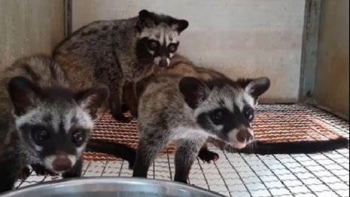 Nuôi con độc lạ tỏa ra mùi hương, cứ ăn là lớn đẻ sòn sòn, mỗi năm thu 200 triệu