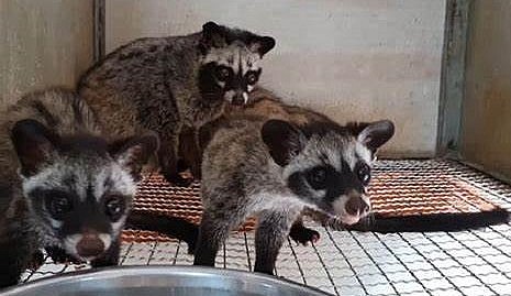 Trại nuôi chồn hương của anh Khởi cho thu nhập 200 triệu đồng mỗi năm.