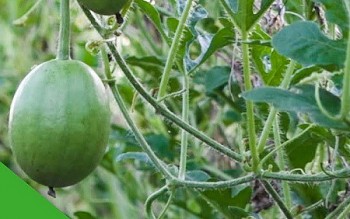 Loại quả xưa ít người ăn, nay thành đặc sản vừa ngon vừa mát, nấu canh tôm viên chỉ nhìn thôi cũng thèm