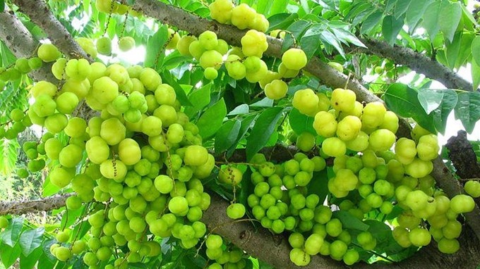 Quả dại miền Tây chua loét nhưng trộn muối ớt ngon xuất sắc, nhìn đã chảy nước miếng