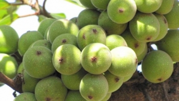 Thứ quả dân dã nhiều người chê vị chát nhưng có công dụng kỳ diệu, ăn xanh tốt hơn ăn chín