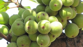 Thứ quả dân dã nhiều người chê vị chát nhưng có công dụng kỳ diệu, ăn xanh tốt hơn ăn chín