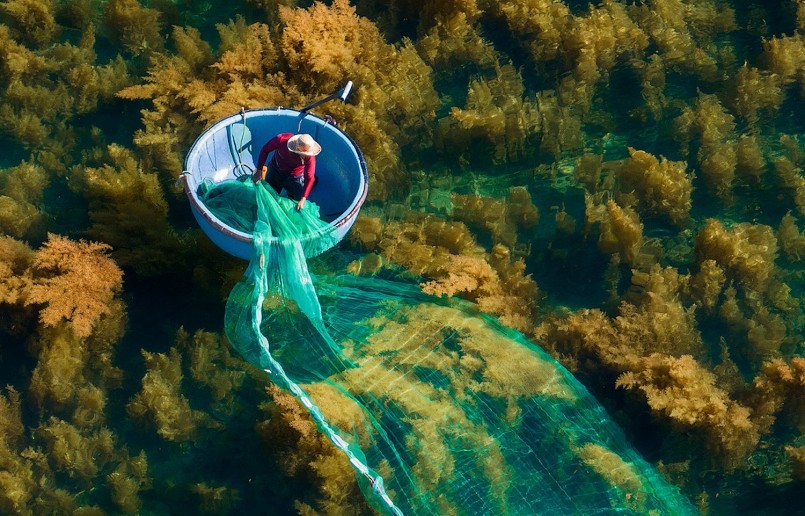 Mùa rong mơ cũng đem lại thu nhập cho ngươi dân nhờ thu hoạch 