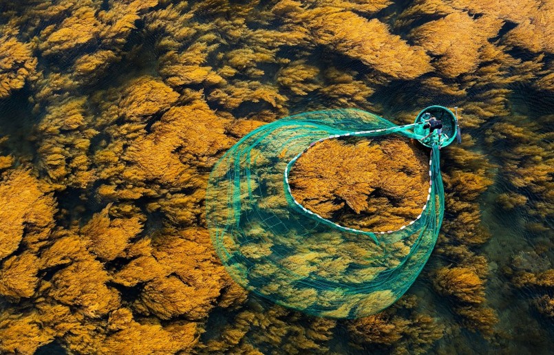 Biển Hòn Khô như cánh đồng vàng trong mùa rong mơ.