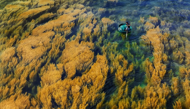 Rong mơ thường sống bám vào rạn san hô, đá ngầm, hình thành nên những bãi rong vàng óng ả, mềm mại lấp lánh dưới làn nước.