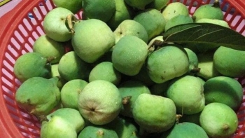 Loại quả rừng nhìn như quả sung, 90% người Việt không biết tên, là nguyên liệu chế biến món thạch trứ danh Cao Bằng