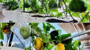 Khu vườn treo độc đáo lá xanh mướt, quả căng mọng dùng tuyệt chiêu bằng một thứ rất quen thuộc