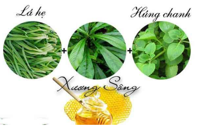 Lá xương sông kết hợp với húng chanh, lá hẹ, mật ong chữa ho.