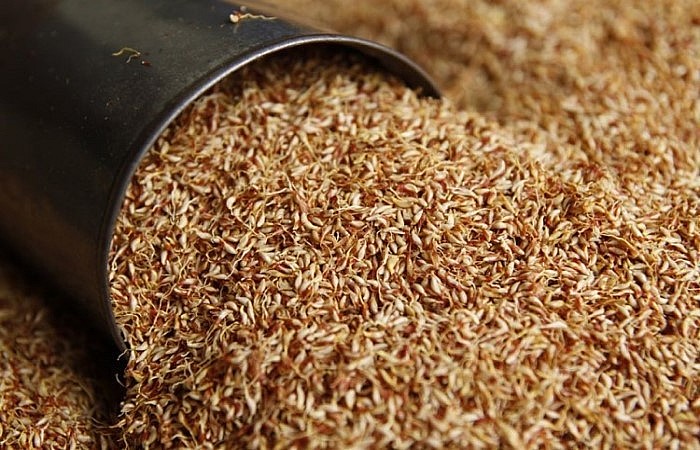 Hạt mác púp khô có giá dao động từ 300.000 đồng đến 400.000 đồng/kg