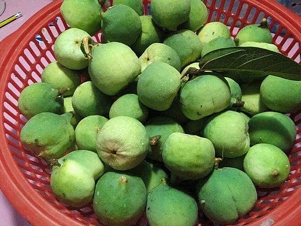 Quả mác púp khi được thu hái về để làm thạch