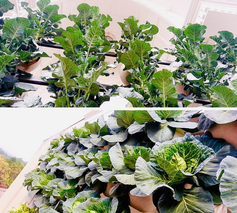 Hiện chị đang sở hữu khu vườn treo ấn tượng trên sân thượng với gần 150 chiếc chậu treo. 